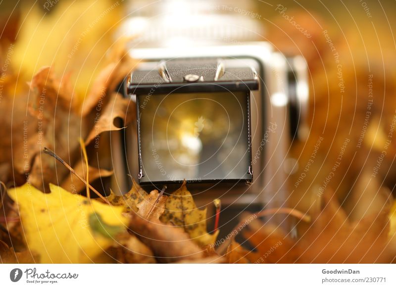 Rahmen Umwelt Natur Herbst Wetter Schönes Wetter Blatt Park Fotokamera Mittelformat alt außergewöhnlich authentisch einfach nah Gefühle Stimmung Farbfoto