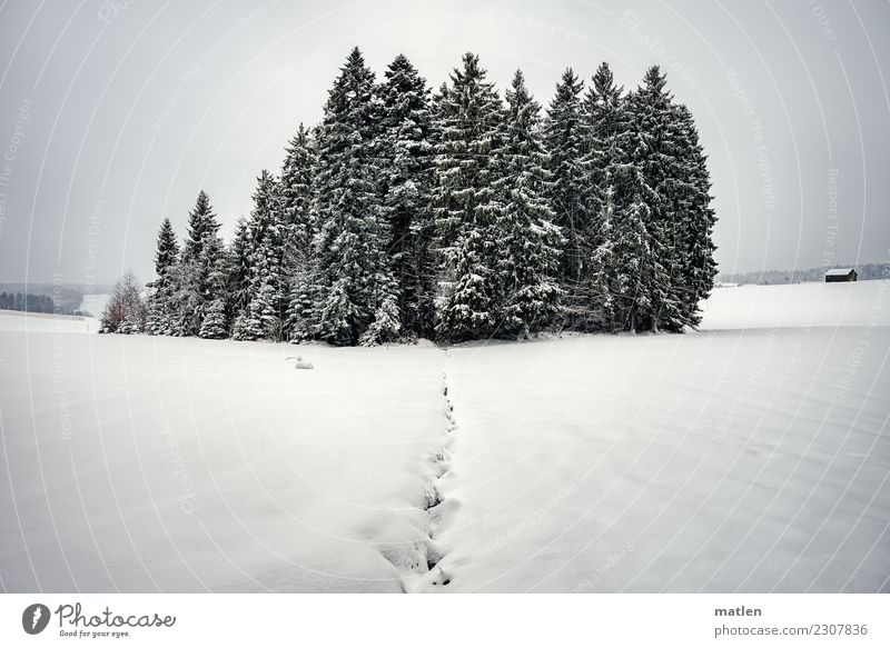 Schwarzwäldchen Natur Landschaft Himmel Wolken Horizont Winter Wetter Eis Frost Schneefall Baum Hügel Berge u. Gebirge Menschenleer Hütte weiß Schwarzwald