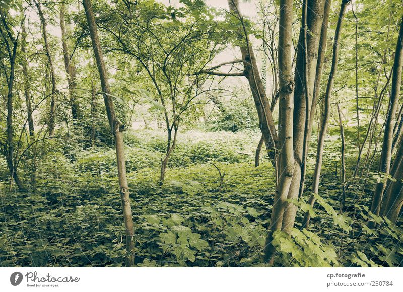 into the jungle Natur Pflanze Sonnenlicht Sommer Schönes Wetter Baum Blatt Grünpflanze Wald natürlich Ahorn Farbfoto Außenaufnahme Tag Schwache Tiefenschärfe