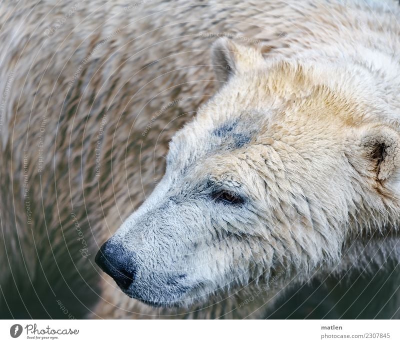 Bärchen schlechtes Wetter Tier 1 dreckig dunkel nass braun grau weiß Eisbär Farbfoto Gedeckte Farben Außenaufnahme Menschenleer Textfreiraum links