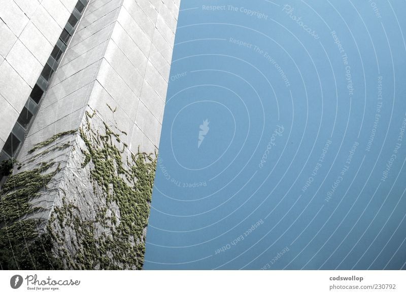 virginia is creepy Bauwerk Gebäude Fassade blau grau Wandel & Veränderung Efeu Hochhaus Wolkenloser Himmel Farbfoto Außenaufnahme Menschenleer Froschperspektive