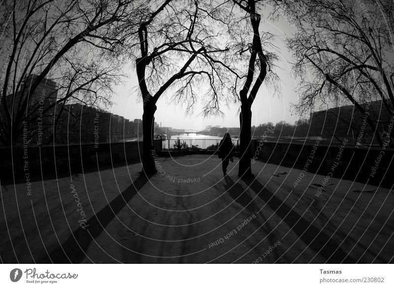 The Delicate Place Pflanze Baum Fluss Seine Haus Mauer Wand Sehenswürdigkeit Paris gehen genießen ästhetisch Mitte Schwarzweißfoto Außenaufnahme Licht Schatten