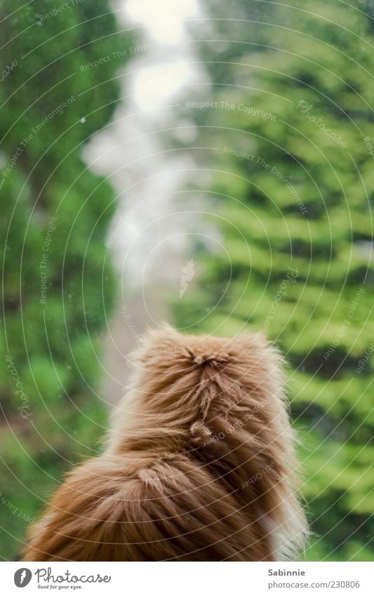 Fensterguggen Baum Fell Katzenkopf Haustier Perserkatze 1 Tier beobachten sitzen grün Aussicht Interesse ruhig Farbfoto mehrfarbig Innenaufnahme Nahaufnahme Tag