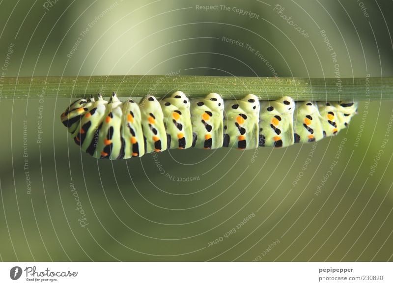 down under Natur Pflanze Tier Tiergesicht 1 Fressen hängen dick grün Raupe Farbfoto mehrfarbig Außenaufnahme Nahaufnahme Detailaufnahme Makroaufnahme