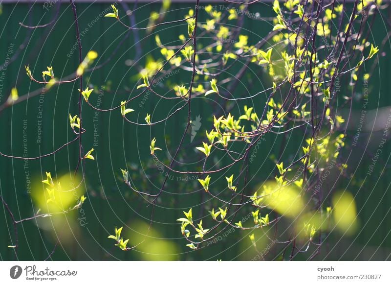 es grünt... Natur Pflanze Frühling Baum Blatt Wachstum neu gelb Stimmung Blattknospe Vorfreude Neuanfang mehrfarbig Nahaufnahme Licht Sonnenlicht Gegenlicht