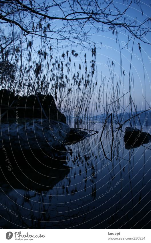 früh morgens - Nr. 100 harmonisch Umwelt Natur Landschaft Pflanze Wasser Wolkenloser Himmel Sommer Schönes Wetter Wildpflanze Schilfrohr Seeufer sempachersee