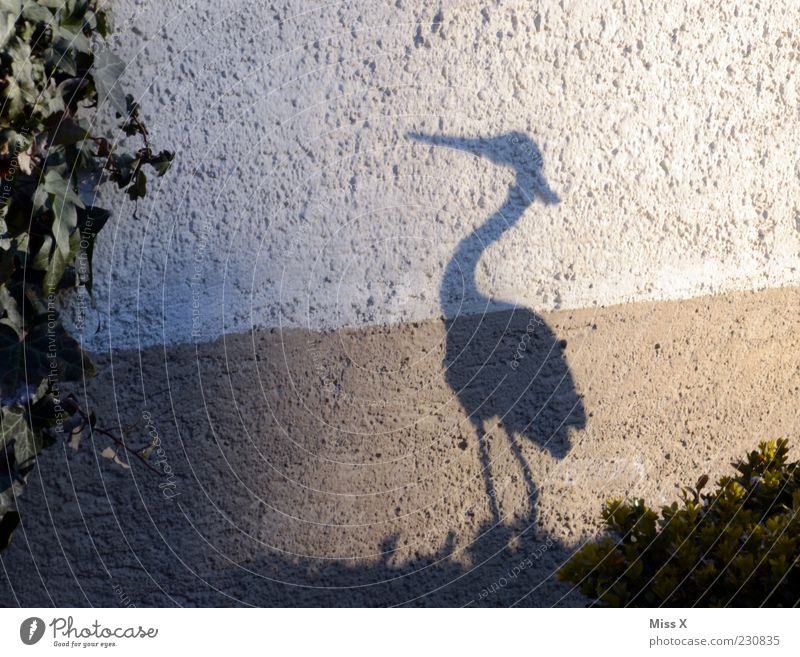 Schneller als sein Schatten Tier Vogel 1 stehen lustig Reiher Schattenspiel Schnabel Garten Dekoration & Verzierung Farbfoto Außenaufnahme Menschenleer