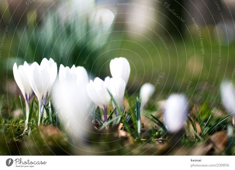 KAmiKAze - Krokusse Umwelt Natur Pflanze Sonnenlicht Frühling Schönes Wetter Blume Blüte Grünpflanze Garten Wiese Blühend Wachstum hell schön grün weiß