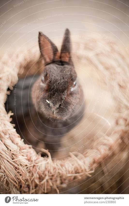 Ostern? Tier Haustier Tiergesicht Fell 1 niedlich braun Hase & Kaninchen Osterhase Gedeckte Farben Außenaufnahme Detailaufnahme Textfreiraum rechts