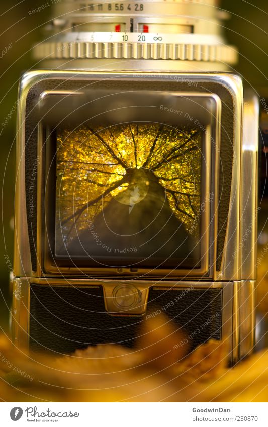 Der Vorgang. Umwelt Natur Herbst Pflanze Baum Park Fotokamera Mittelformat alt außergewöhnlich authentisch eckig nah schön viele Stimmung Farbfoto Außenaufnahme