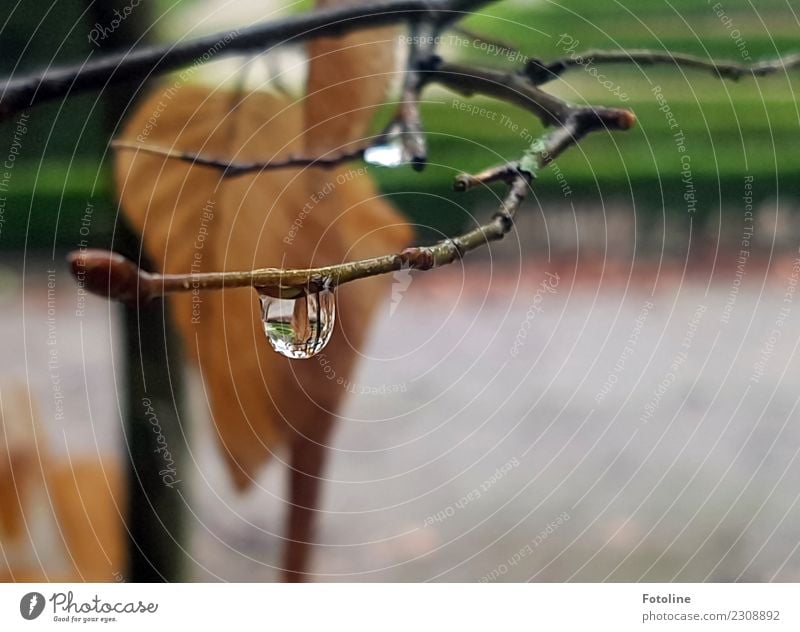 Grau in Grau im Winter Umwelt Natur Pflanze Urelemente Wasser Wassertropfen Wetter schlechtes Wetter Regen Sträucher Blatt Garten Park kalt nah nass natürlich