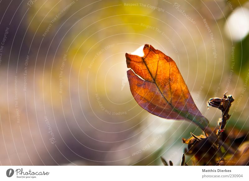 Frühlingsblatt Umwelt Natur Pflanze Blatt ästhetisch außergewöhnlich schön braun gelb gold Farbfoto mehrfarbig Außenaufnahme Nahaufnahme Menschenleer