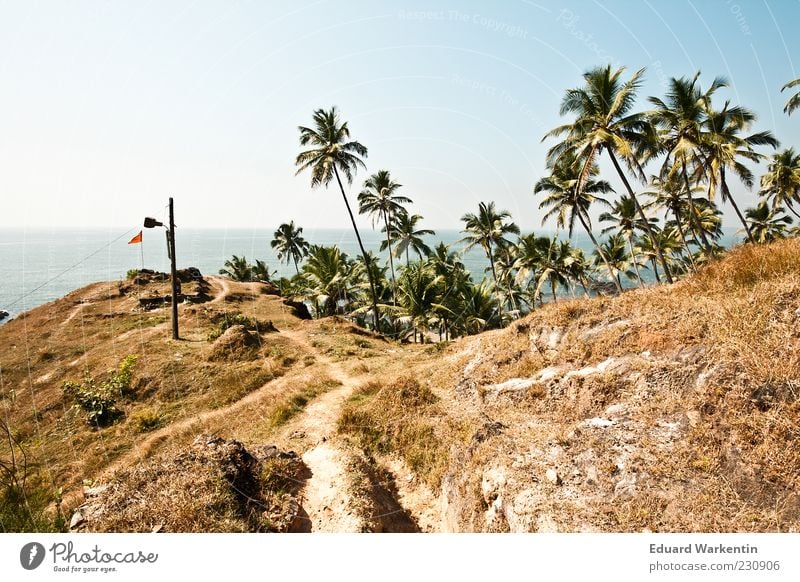 ...palmen, oben... Natur Landschaft Pflanze Himmel Wolkenloser Himmel Schönes Wetter Baum Gras Indien Asien Palme blau Goa Berge u. Gebirge Gipfel Farbfoto