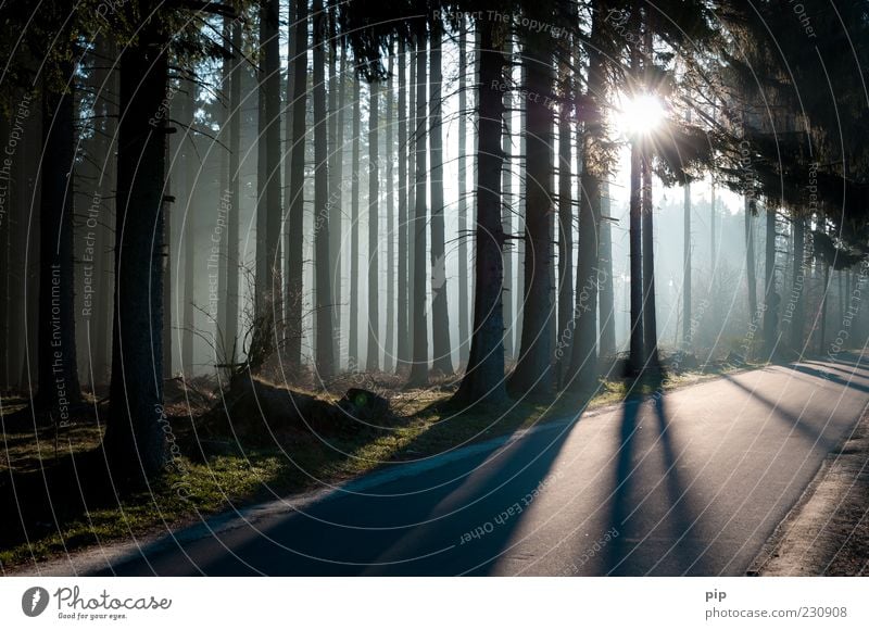 waldrand Umwelt Natur Sonne Sonnenlicht Klima Schönes Wetter Nebel Baum Nadelwald Fichte Tanne Baumstamm Wald Straße Wege & Pfade dunkel hell Schatten Asphalt