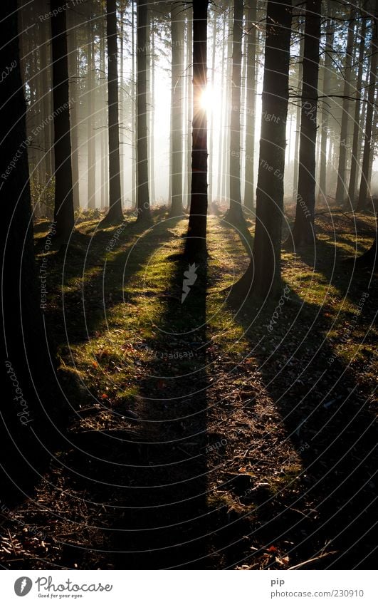 morgens im wald Umwelt Natur Sonne Klima Schönes Wetter Nebel Baum Tanne Fichte Nadelwald Baumstamm Wald dunkel hell Schatten Morgen Moos Farbfoto Außenaufnahme