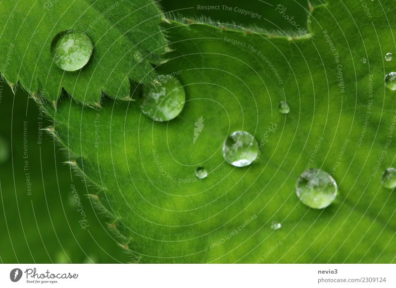 Grün Sommer Umwelt Natur Pflanze Wasser Wassertropfen Gras Blatt Grünpflanze Wildpflanze Garten Park Wiese rund grün Gefühle Ausgewogenheit Perle Perlenkette