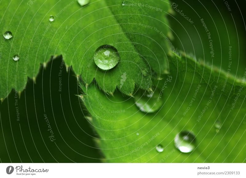 Wasserperlen Sommer Umwelt Natur Pflanze Frühling Gras Blatt Grünpflanze Nutzpflanze Garten Park Wiese grün blättern Regen Wassertropfen Tropfen Tau weich