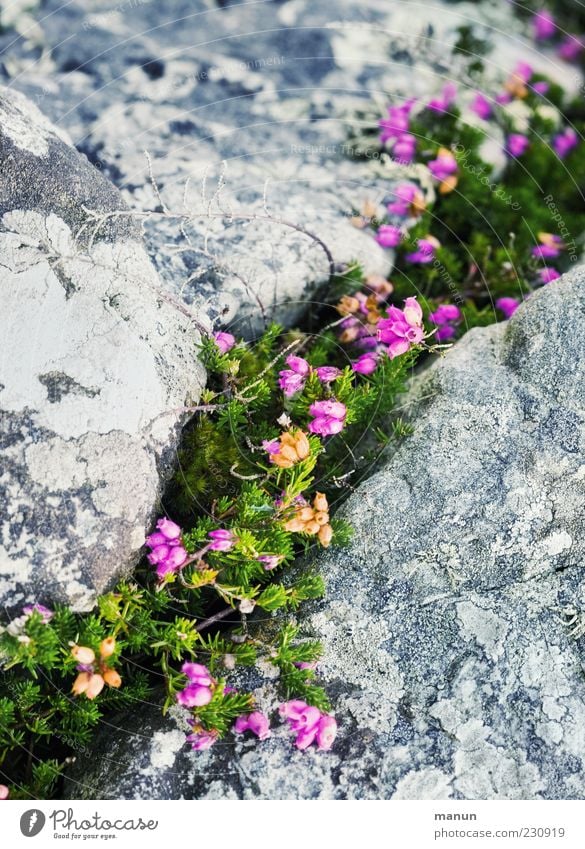 Steinbruch Natur Pflanze Sträucher Wildpflanze Heidekrautgewächse Bergheide Ginster Naturwuchs steinig authentisch einfach schön natürlich Farbfoto