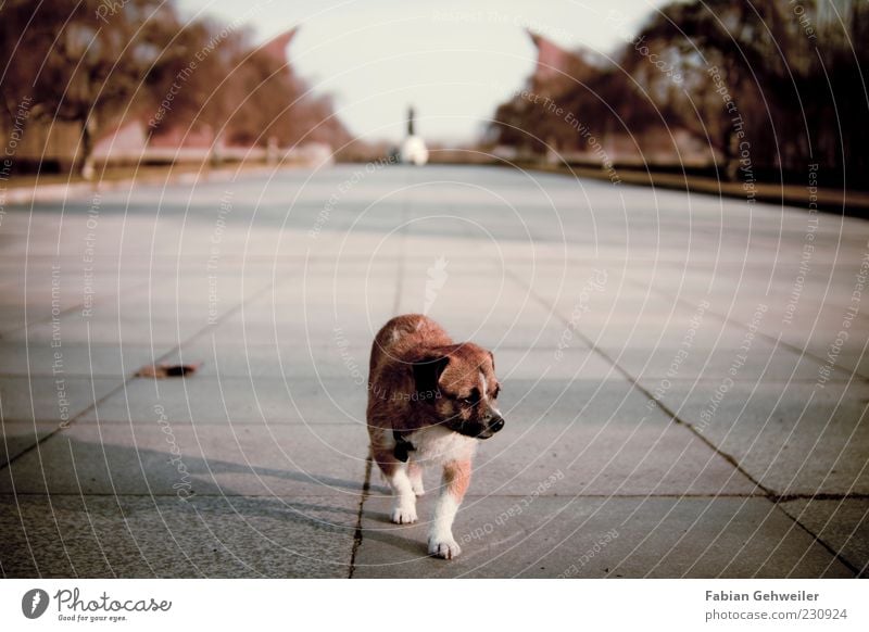 Einsamer Wolf Kunst Denkmal Tier Hund 1 gehen Blick Tapferkeit Einsamkeit Erschöpfung Zentralperspektive Ferne Statue Textfreiraum oben Bodenplatten Sonnenlicht