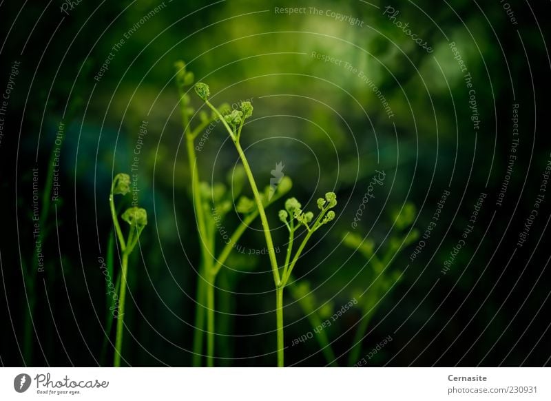 Mystearica Umwelt Natur Pflanze Sonnenlicht Frühling Gras Farn Garten Park Wiese Feld ästhetisch dunkel dünn authentisch fantastisch frisch natürlich Sauberkeit