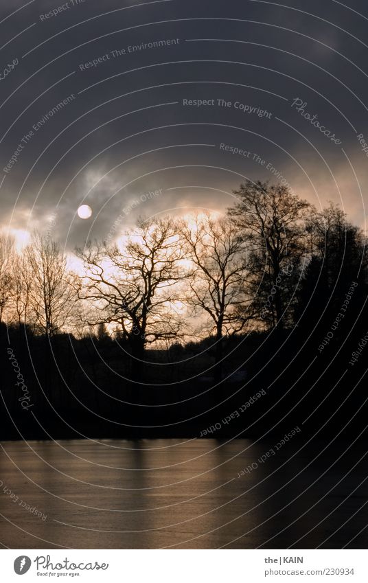 Sunday Morning Umwelt Natur Landschaft Urelemente Luft Wasser Himmel Wolken Sonne Sonnenlicht Winter Wetter Wind Nebel Pflanze Baum Teich gruselig natürlich