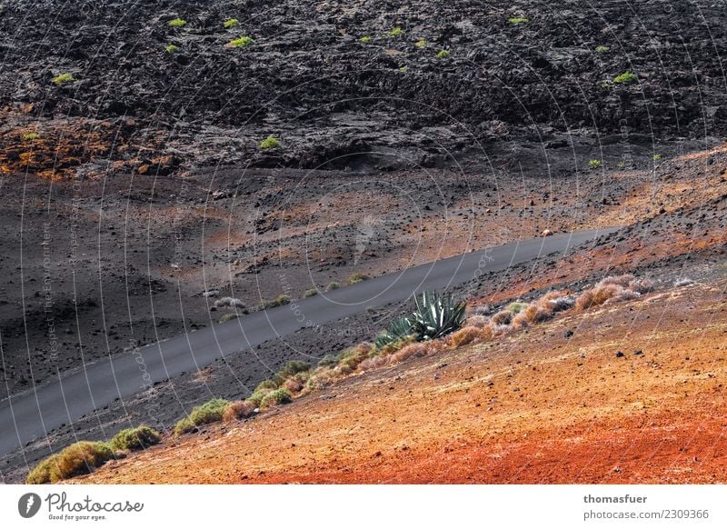 Vulkan, berg, Lanzarote, Aloe Vera schön Körperpflege Gesundheit Alternativmedizin Ferien & Urlaub & Reisen Ferne Insel Umwelt Natur Landschaft Urelemente Erde