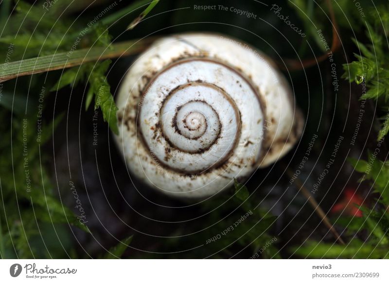 Wirbel Umwelt Natur Frühling Garten Park Wiese Feld Tier Wildtier Schnecke 1 rund braun weiß Verwirbelung Spirale Schneckenhaus gehen Haus Heimat