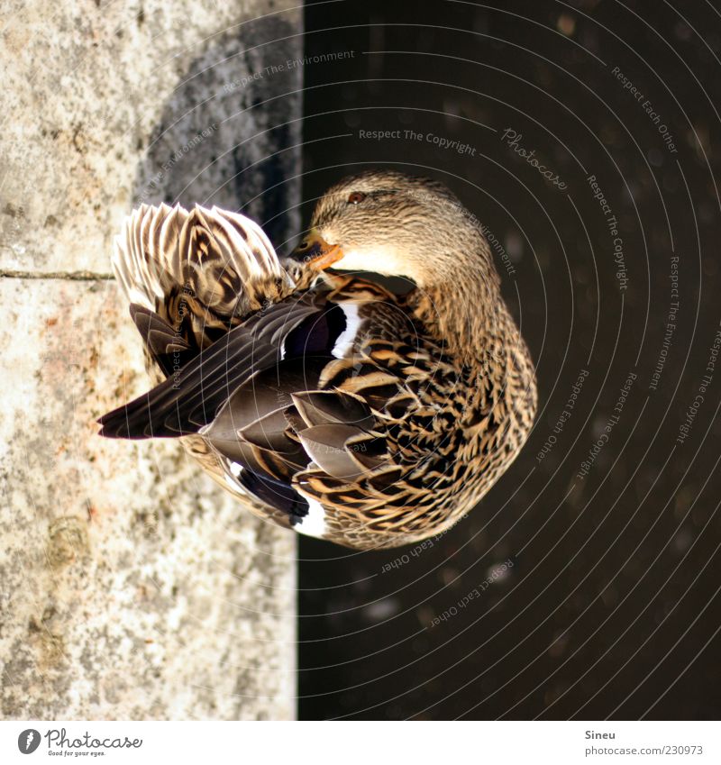 Ganz schön schräg. Wasser Park Felsen Teich Stein Tier Wildtier Ente 1 Reinlichkeit Sauberkeit Reinheit Genauigkeit Körperpflege Feder Reinigen Farbfoto