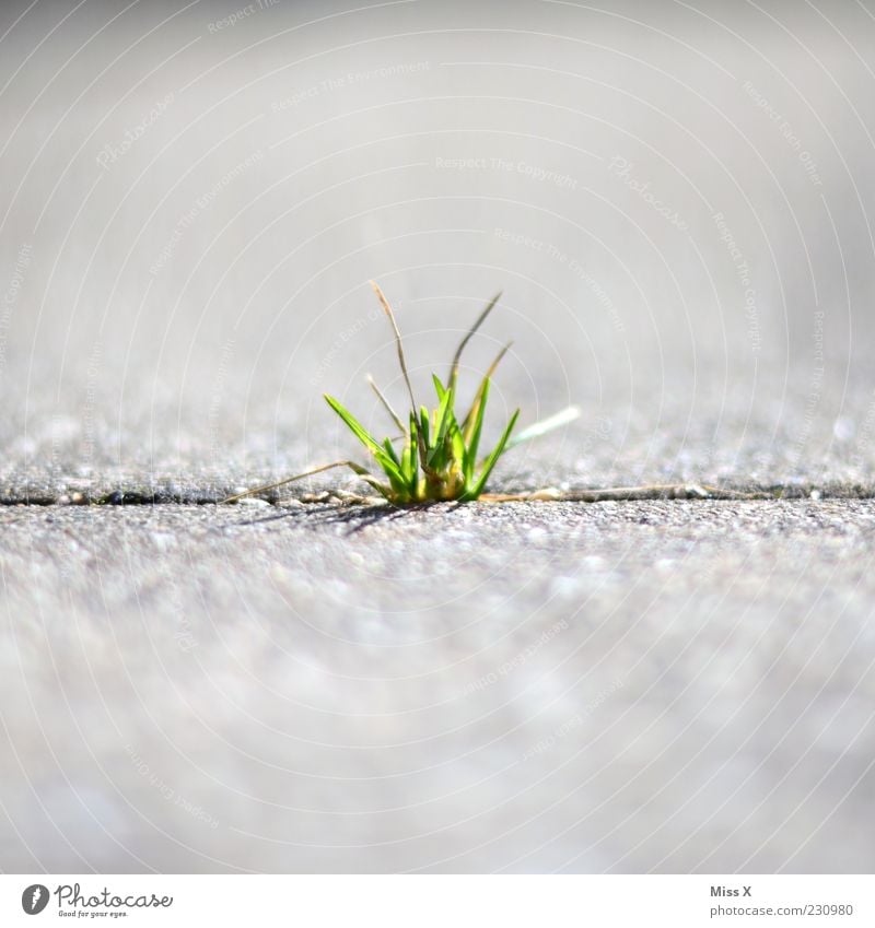 Büschel Natur Frühling Sommer Pflanze Gras Straße Wege & Pfade Wachstum Kraft Halm Steinplatten Boden Furche Trieb Farbfoto Außenaufnahme Nahaufnahme