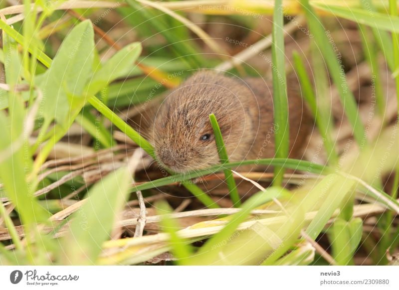 Klein Umwelt Natur Landschaft Gras Wiese Feld Tier Haustier Maus 1 klein braun Gefühle Vorsicht Erdmaus Nagetiere Lebewesen Nase Geruch Klaviatur winzig Neugier