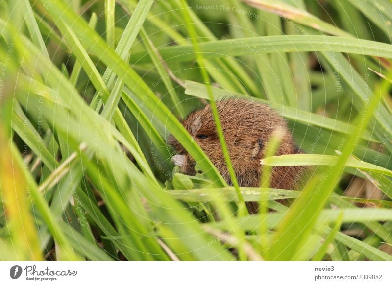 Kleine Maus nagt an grünem Blatt Umwelt Natur Pflanze Tier Frühling Sommer Gras Grünpflanze Nutzpflanze Garten Wiese Feld Haustier Nutztier Wildtier Tiergesicht