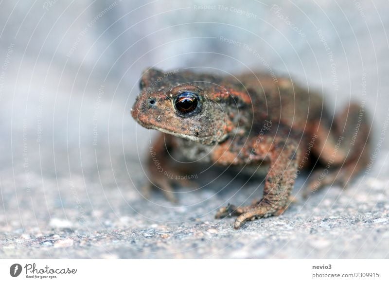 Kröte sitzt auf Steintreppe Umwelt Urelemente Erde Garten Tier Wildtier Frosch 1 klein nackt nass natürlich schön braun grau Froschlurche Krötenwanderung Auge