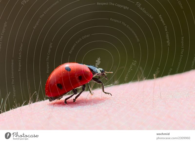 Marienkäfer auf Arm Mensch Haut Arme 1 Umwelt Natur Tier Wildtier Käfer hocken krabbeln sitzen tragen grün rosa rot schwarz Glück Lebensfreude Vertrauen