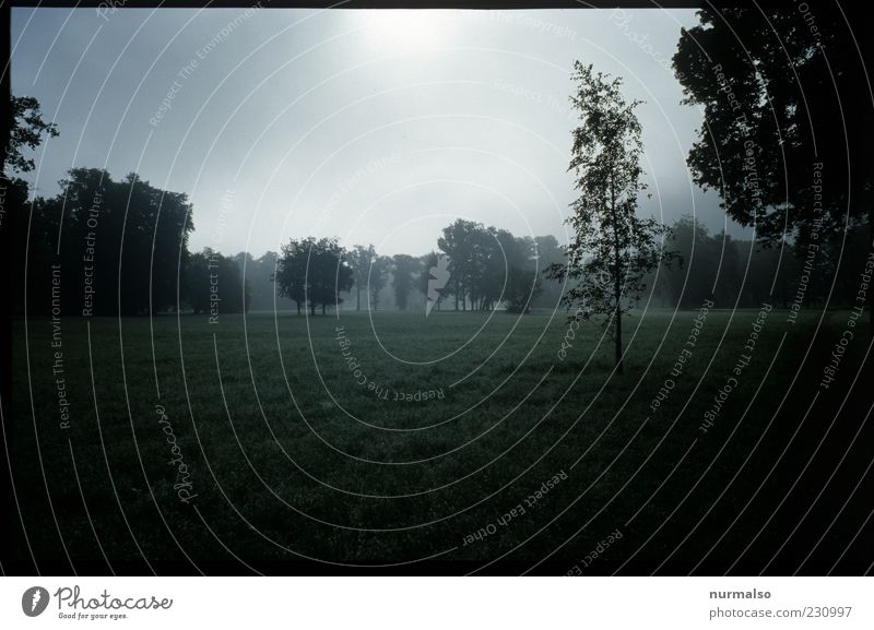 black Morning Umwelt Natur Landschaft Park Wiese Wald Potsdam Sehenswürdigkeit Wahrzeichen atmen dunkel natürlich trist Stimmung Gedeckte Farben Morgen Dunst