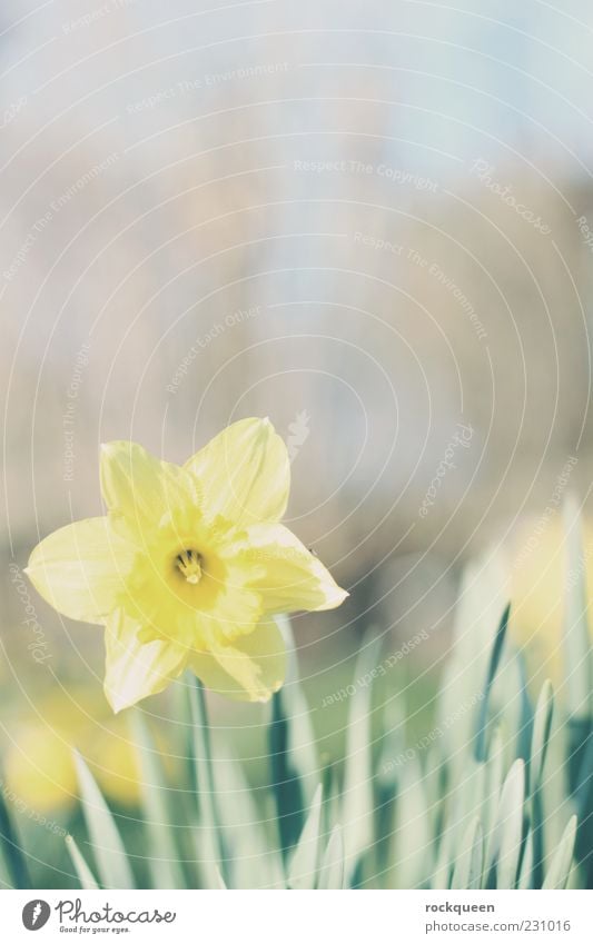 Starr mich nicht so an Umwelt Natur Pflanze Sonne Frühling Sommer Schönes Wetter Blume Blüte Wildpflanze Garten Wiese ästhetisch Freundlichkeit Fröhlichkeit