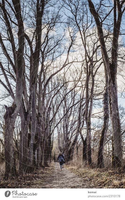 Allee Lifestyle Leben Freizeit & Hobby Ausflug Abenteuer Freiheit Winter 1 Mensch Natur Pflanze Himmel Wolken Baum Wald Wege & Pfade Mantel Rastalocken laufen