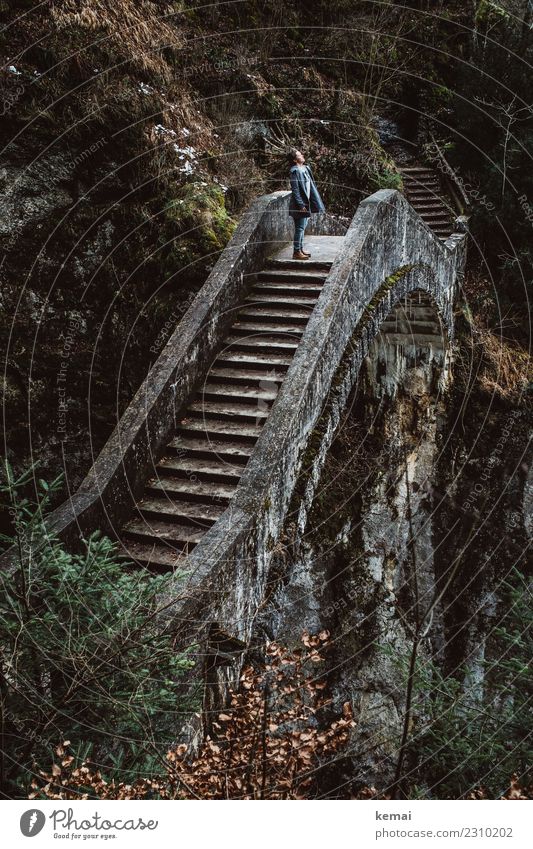 Freiheit Lifestyle Erholung ruhig Freizeit & Hobby Ausflug Abenteuer Mensch feminin Frau Erwachsene Leben 1 Landschaft Herbst Baum Park Wald Hügel Brücke