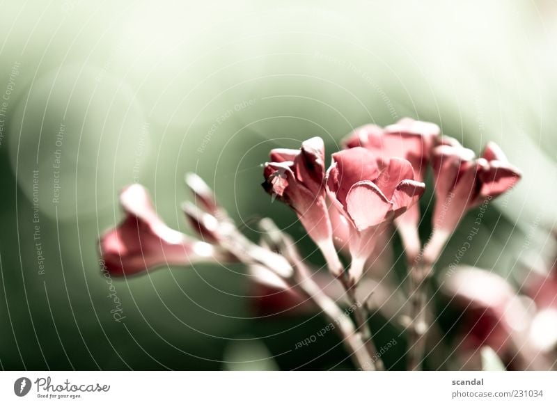 soft Natur Pflanze Sommer Blüte Gefühle ruhig Zufriedenheit Lignano Farbfoto Außenaufnahme Detailaufnahme Tag Licht Schwache Tiefenschärfe Blume Stengel