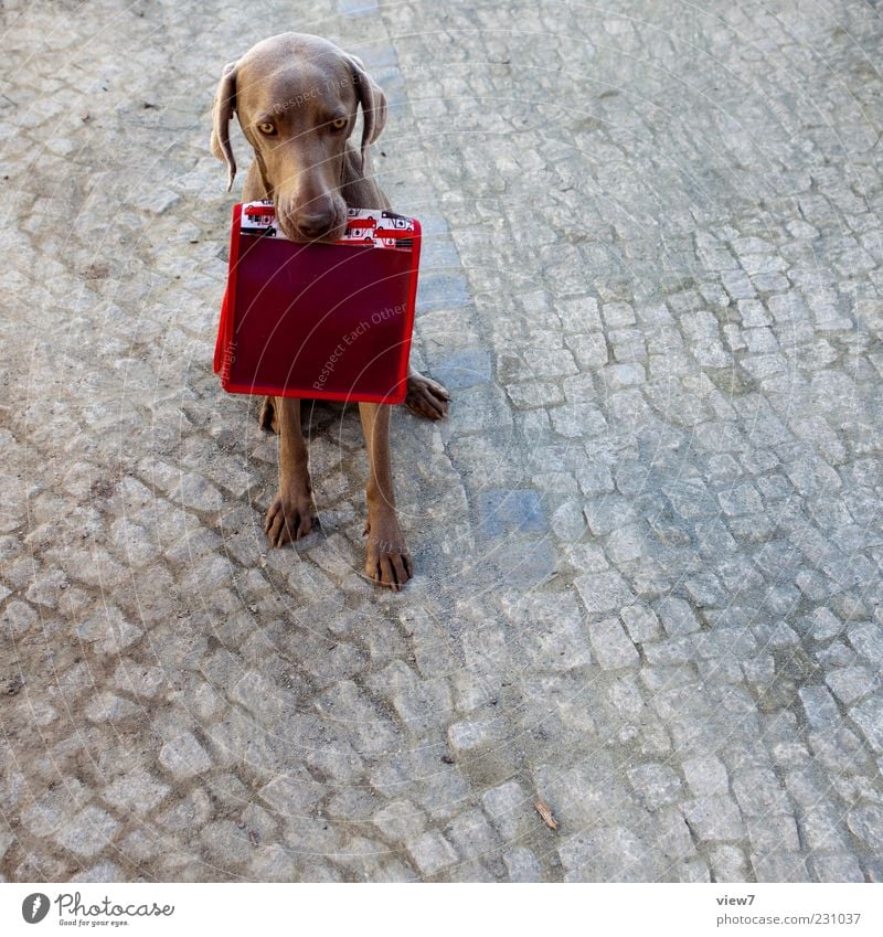 KindergartenTeam Tier Haustier Hund 1 Stein Zeichen alt authentisch frisch positiv retro rot Stimmung Vertrauen Verantwortung Wahrheit fleißig Ordnungsliebe