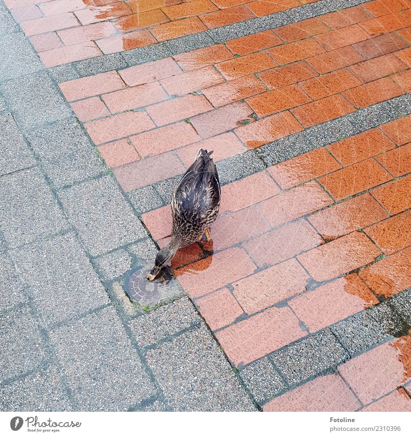 Durstig? Umwelt Natur Tier Urelemente Wasser Herbst Wetter schlechtes Wetter Regen Wildtier Vogel 1 frei nah nass natürlich braun grau Ente Entenvögel trinken