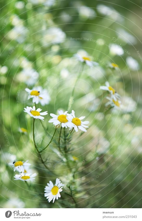 Kamillenstrauch Duft Natur Pflanze Sträucher Blatt Blüte Nutzpflanze Kamillenblüten Heilpflanzen frisch natürlich Farbfoto Außenaufnahme Menschenleer Tag