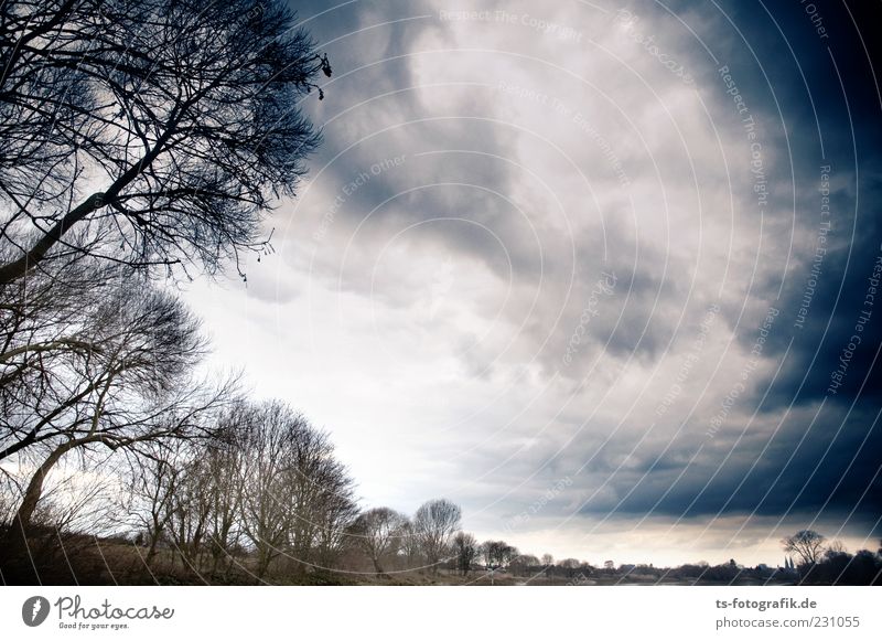 Bäume vs. Sturm 1 : 0 Umwelt Natur Landschaft Pflanze Urelemente Luft Himmel Wolken Gewitterwolken schlechtes Wetter Unwetter Wind Baum bedrohlich dunkel