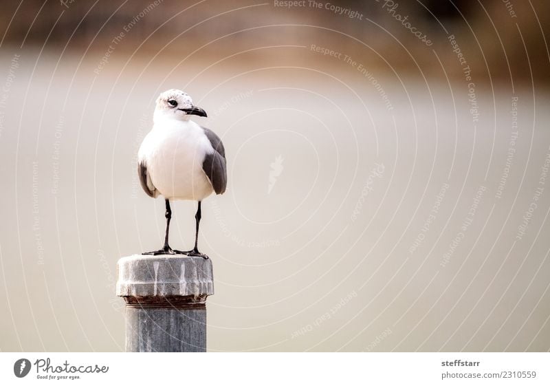 Lachender Mövenvogel Leucophaeus atricilla Natur Teich Tier Wildtier Vogel 1 schwarz weiß Leukophaeus atricilla Lachmöwe Möwe Entenvögel Dilettant Feder