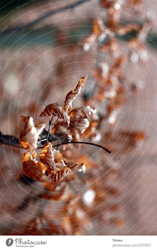 Herbstgold Umwelt Natur Pflanze Baum Wachstum alt trocken braun Vergänglichkeit Blatt Farbfoto Außenaufnahme Detailaufnahme Tag Licht Schatten