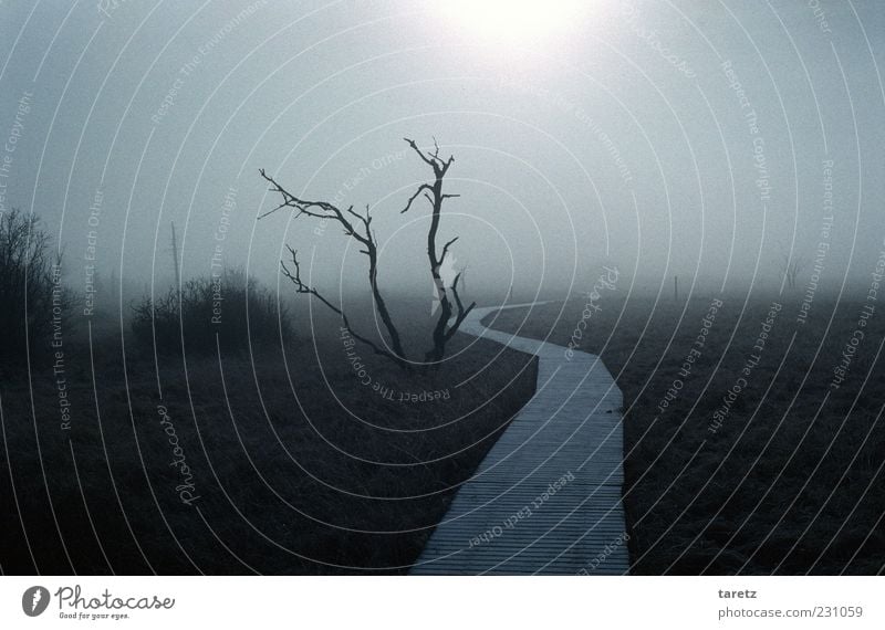 In eine strahlende Zukunft Umwelt Natur Landschaft Herbst schlechtes Wetter Nebel Hohes Venn Hochmoor gruselig kalt Endzeitstimmung Nebelwand Holzweg Fußweg