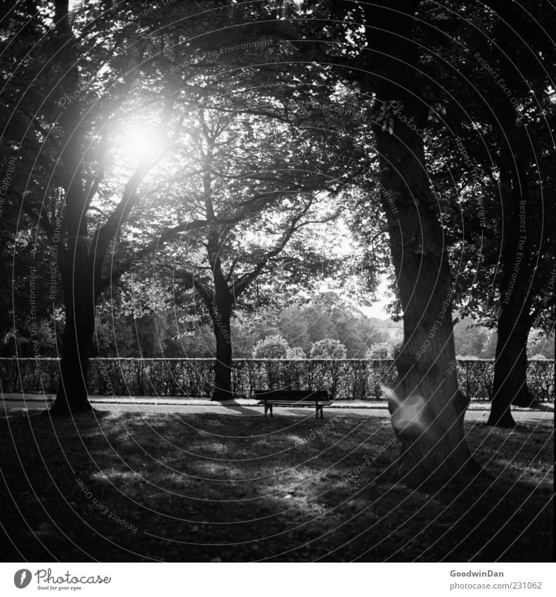 Tristesse Umwelt Natur Herbst Pflanze Baum Park schön trist Stimmung ruhig Schwarzweißfoto Außenaufnahme Menschenleer Tag Licht Schatten Kontrast