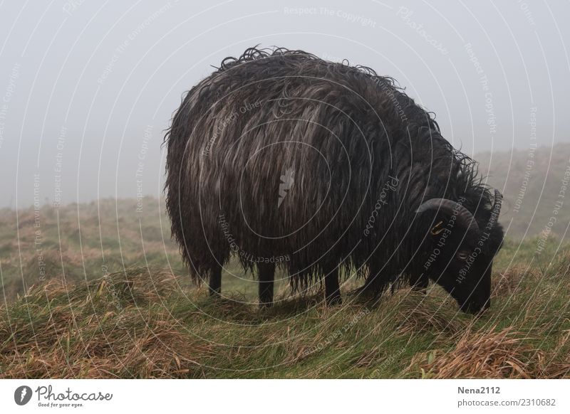 bäääähh... Helgolander Schaf Umwelt Natur Luft Herbst Winter schlechtes Wetter Nebel Regen Wiese Feld Tier Nutztier 1 Fressen dunkel trist schwarz