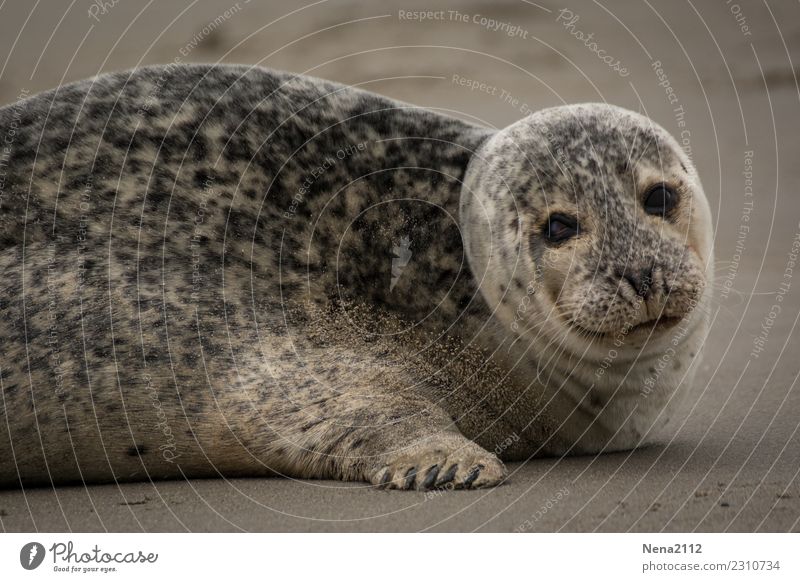 Robben Umwelt Natur Tier Sand 1 niedlich Kegelrobbe Robbenbaby Helgoland Übergewicht Säugetier Strand Nordsee Landraubtier Erholung Farbfoto Außenaufnahme