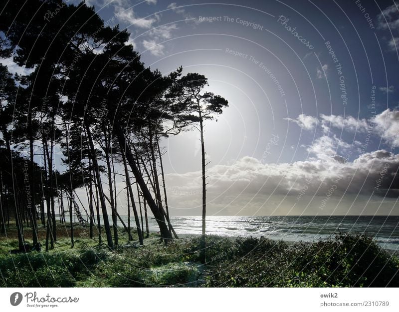 Long Tall Sally Umwelt Natur Landschaft Pflanze Luft Wasser Himmel Wolken Horizont Herbst Schönes Wetter Baum Sträucher Küste Strand Ostsee Weststrand leuchten