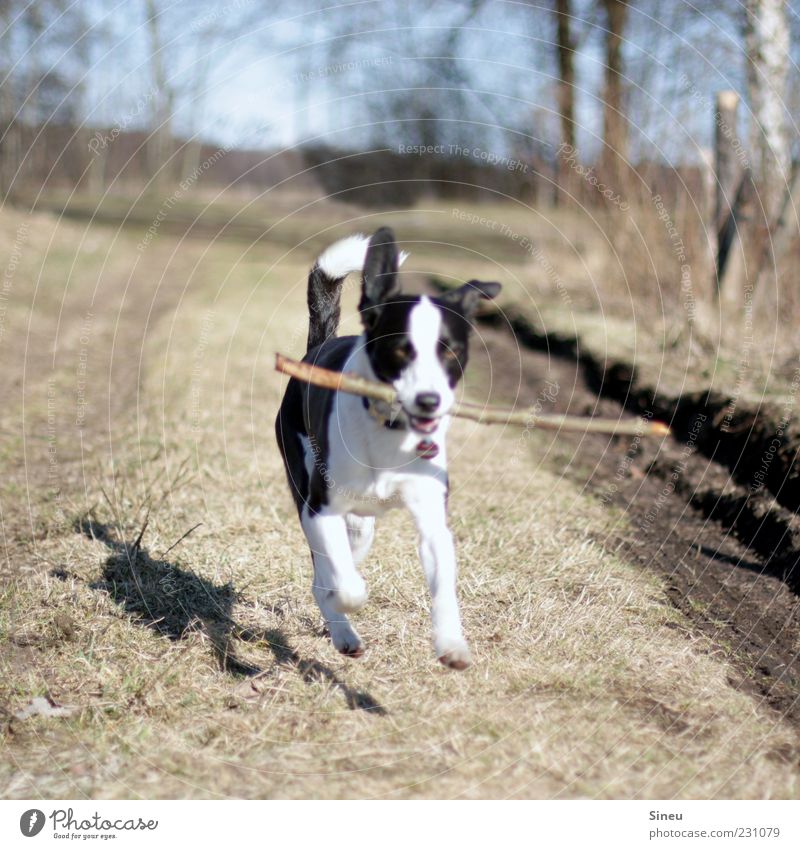 Fliegender Galopp Natur Tier Hund 1 Bewegung rennen Spielen frech Freundlichkeit Fröhlichkeit natürlich niedlich Gefühle Begeisterung Leben Lebensfreude